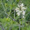 Baptisia alba; Wild white indigo
