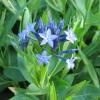 Amsonia tabernaemontana; Willow bluestar