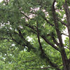 Quercus phellos ; Willow oak, Peach oak