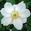 Anemone x hybrida; Windflower, Japanese anemone