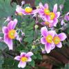 Anemone hupehensis; windflower