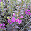 Lythrum alatum; Winged loosestrife