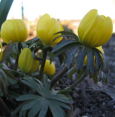 Winter Aconite Bulbs