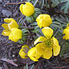 Eranthis hyemalis, Winter aconite