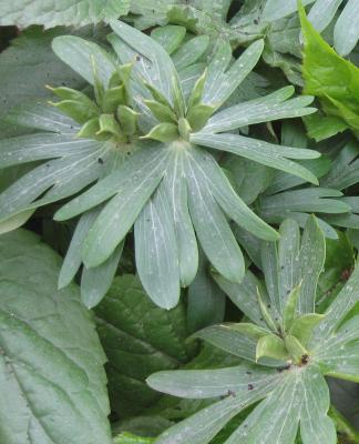 Winter Aconite Bulbs