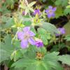 Geranium wlassovianum; Wlassov's cranesbill
