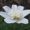 Anemone nemerosa  'Vestel', Wood anemone
