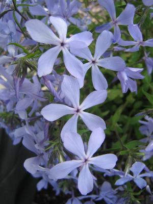 phlox color