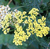 Achillea millefolium 'Credo', Yarrow