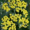 Achillea millefolium 'Moonshine', Yarrow