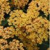 Achillea millefolium 'Terra Cotta', Yarrow