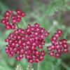 Achillea millefolium 'Summerwine', Yarrow