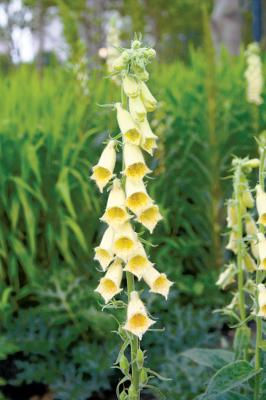 Yellow foxglove Detail
