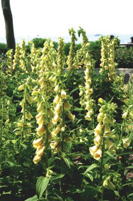 Yellow foxglove