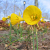 Narcissus bulbocodium; Hoop petticoat daffodil