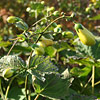 Kirengeshoma palmata; Yellow wax&ndash;bells
