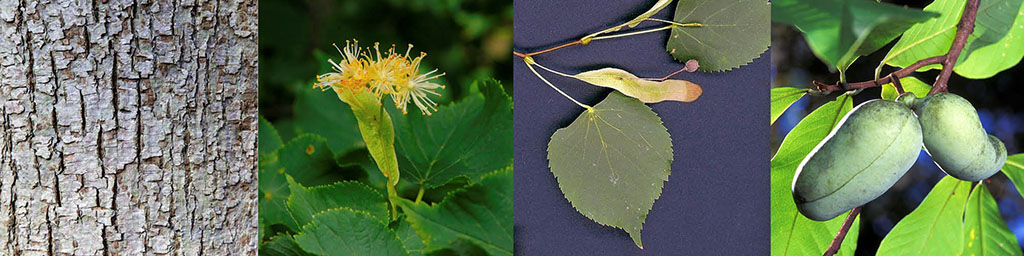 Littleleaf Linden: Tree with a Past - Arbor Day Blog